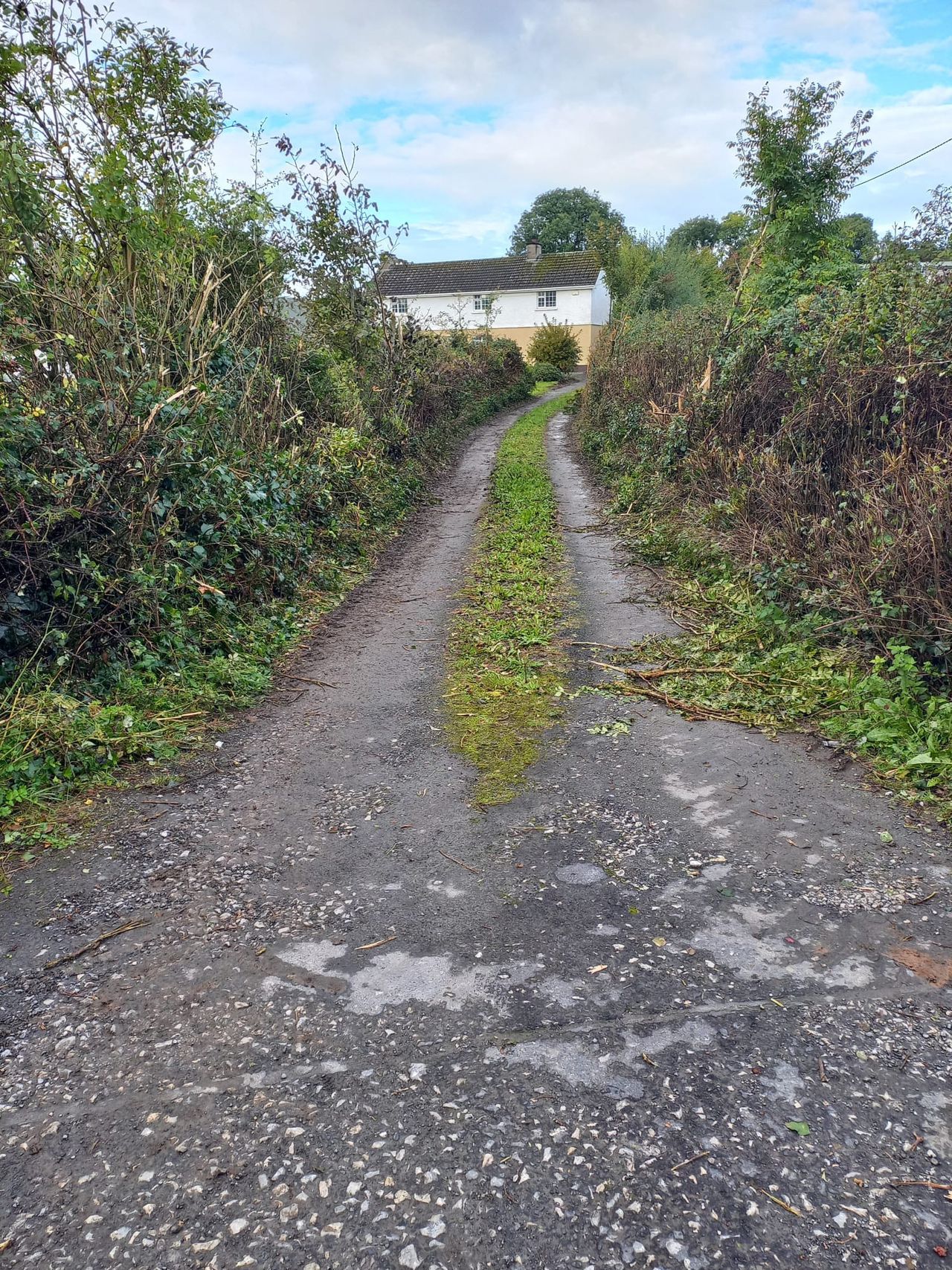 Controversial Limerick hedge cut without warning says farmer