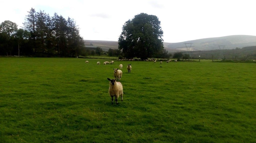 Investigations ongoing into theft of sheep in Kerry