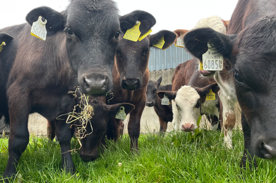 Tips for maximising weight gain on dairy-beef calves