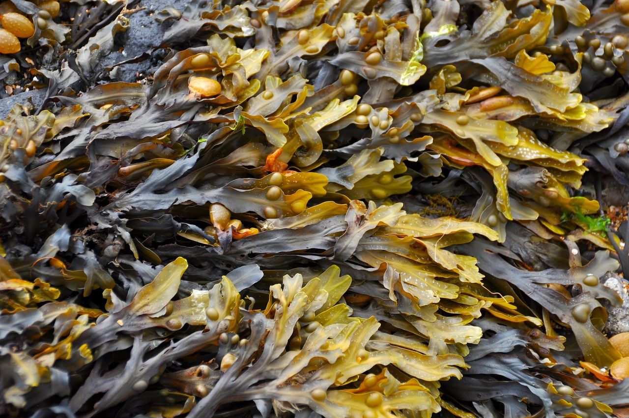 Call for seaweed to be protected due to 'growing importance as a fertiliser'