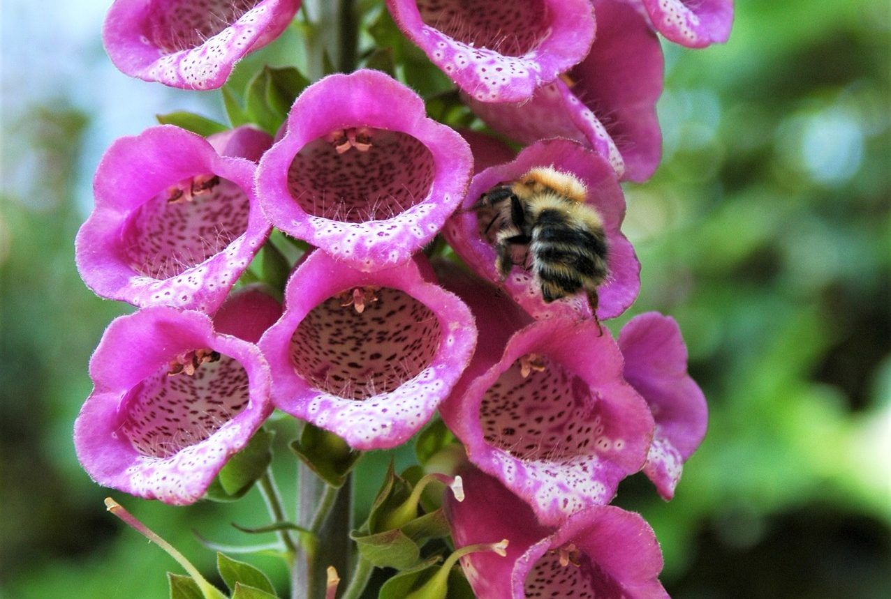 'Some 50 years ago, our farms were pollinator havens'