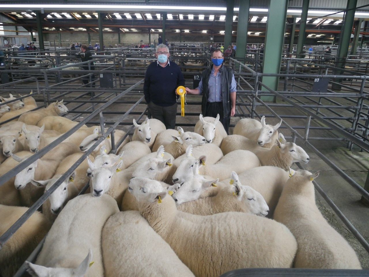 Cheviot hoggets hit €400/head at Blessington Mart