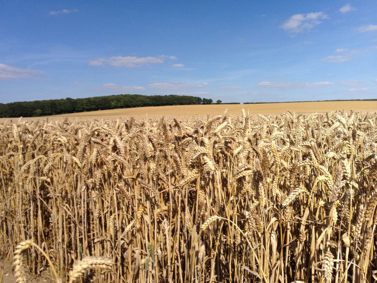 New Ukraine import limits 'fail to address farmer concerns'