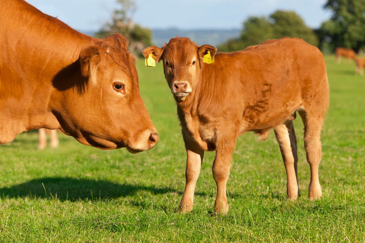 France still No 1 in EU beef production but Ireland set for sharp drop