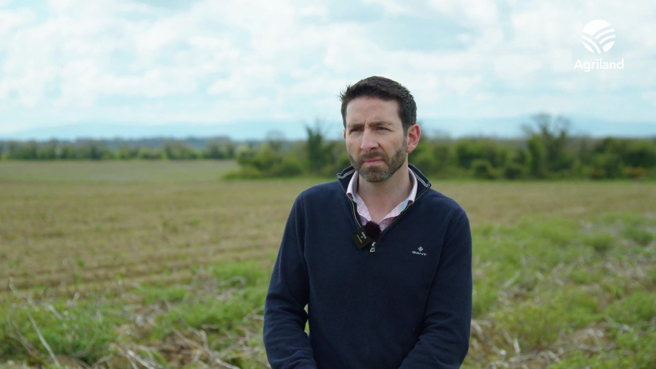 Video: Impacts of potato shortage to continue into next season