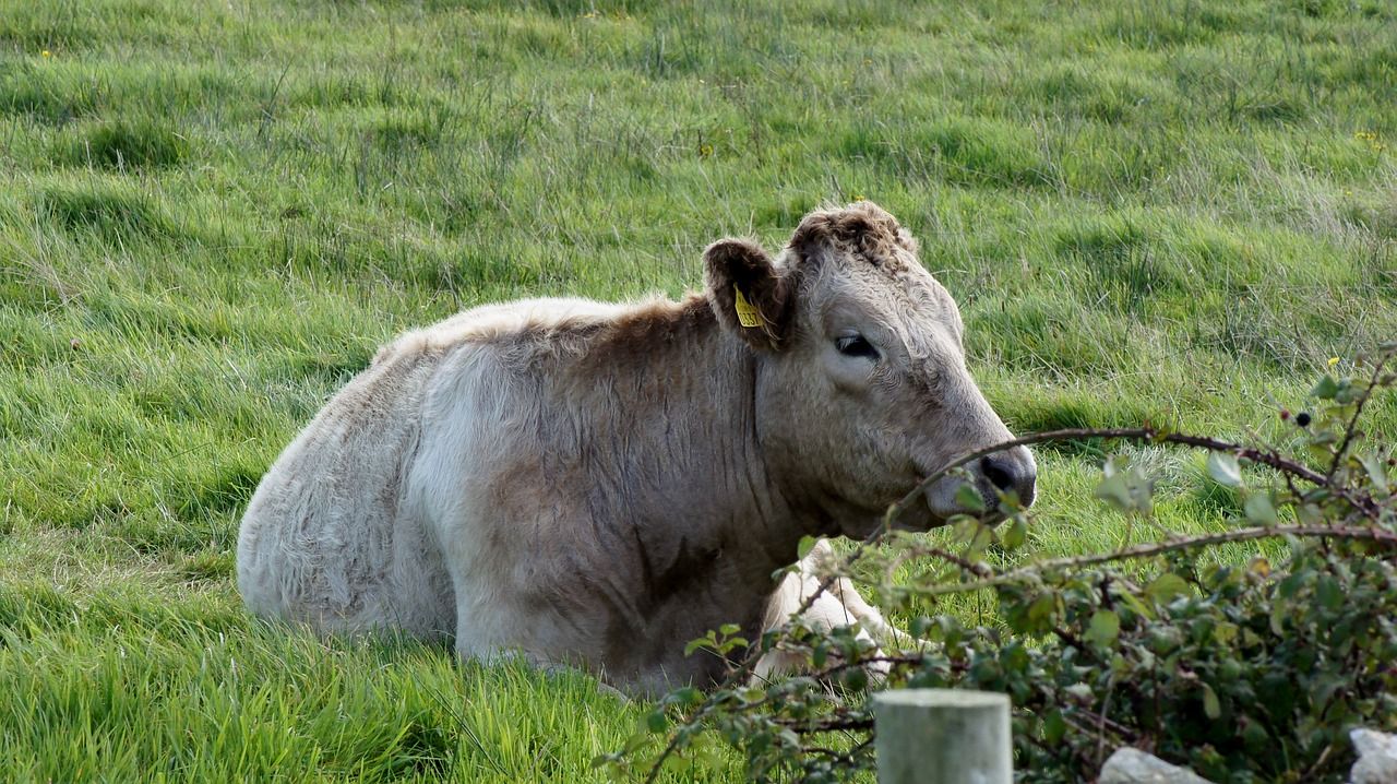 Further changes made to bovine TB testing in Wales