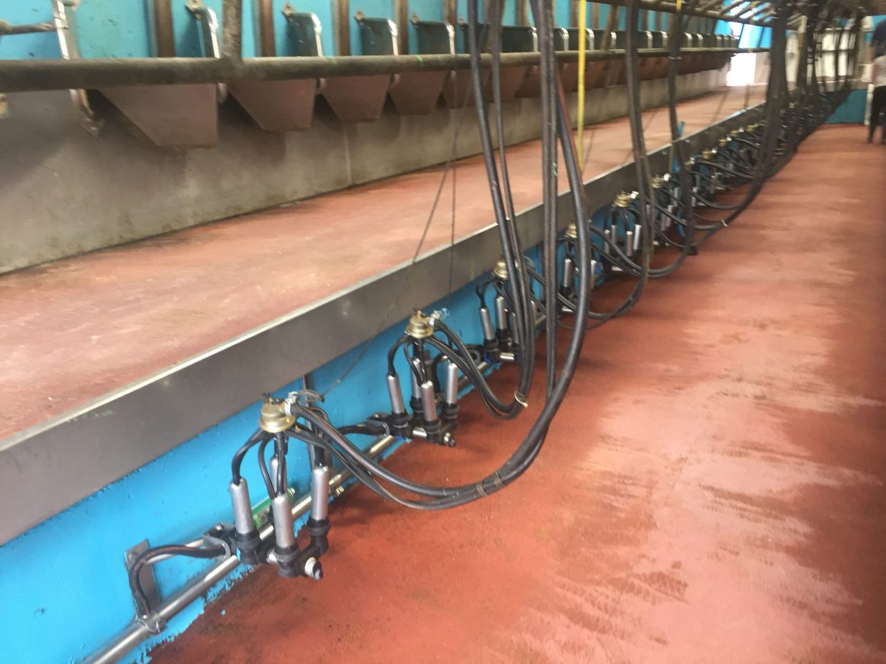 Loss of EU markets due to 'way too much iodine in our milk'