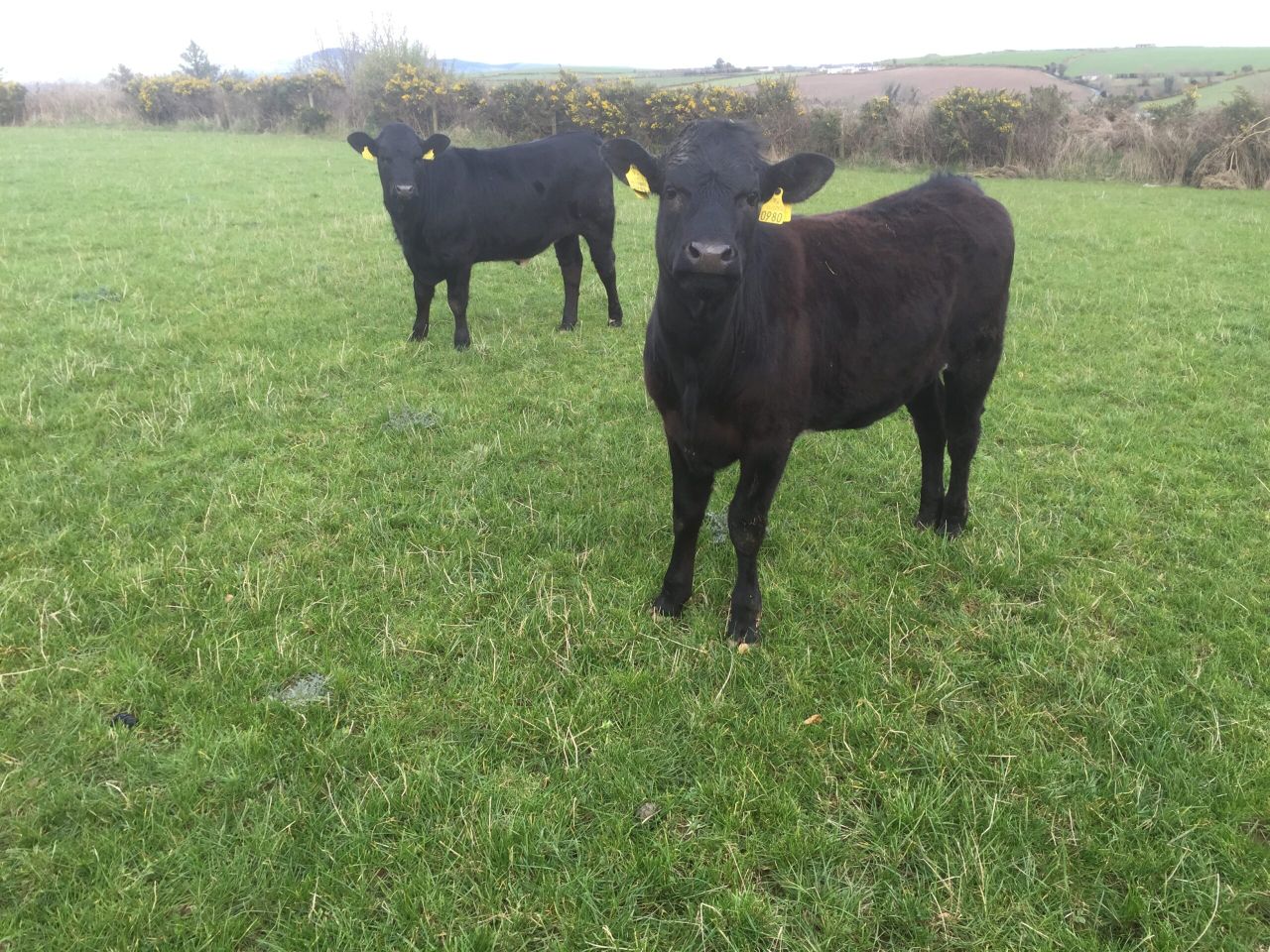 Ireland remains in eighth position on EU heifer price table