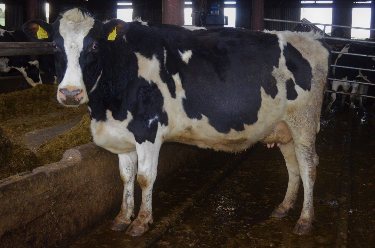 Details: 3 upcoming dairy clearance sales in Fermoy Mart