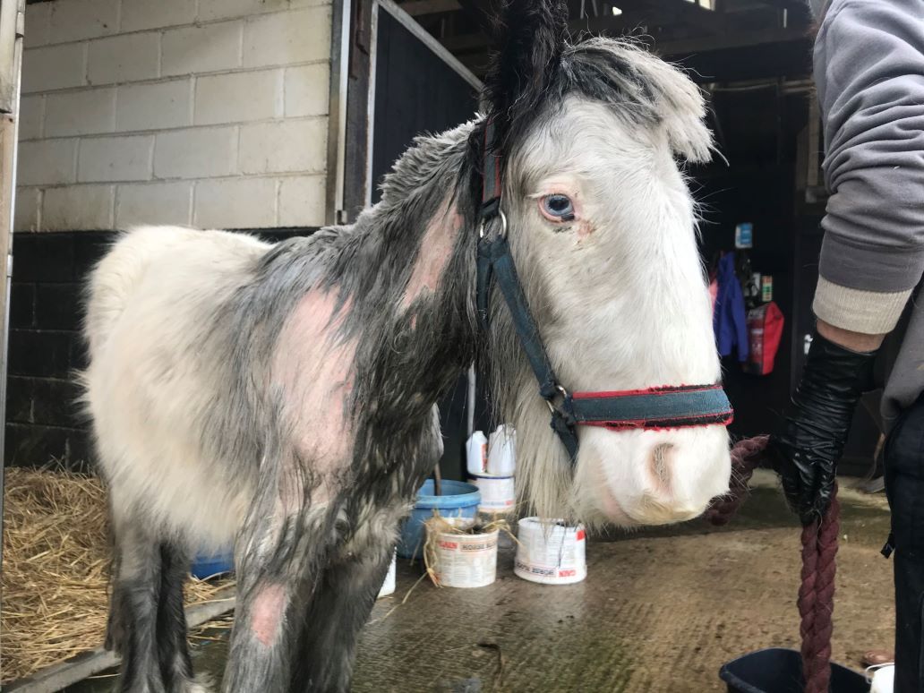 Court: Wexford man convicted of cruelty to pony