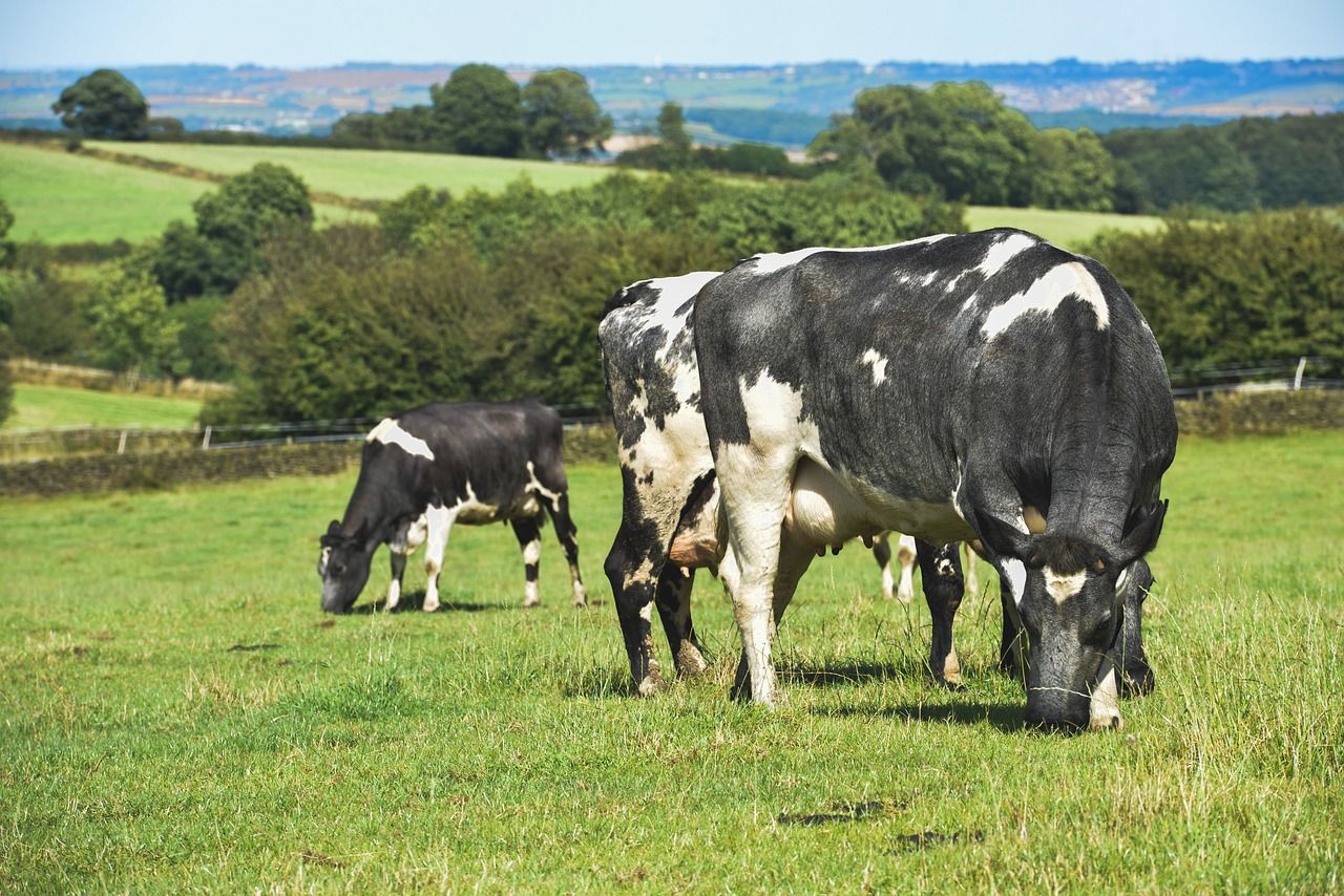 DAFM to formally apply for renewal of nitrates derogation