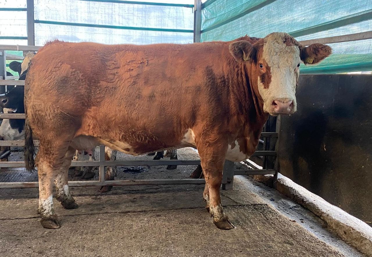 Pics and prices: No let up in demand for stock at Carnew Mart