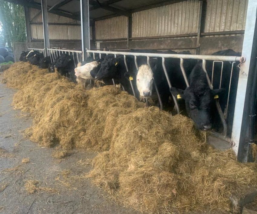 Tackling internal and external parasites on Teagasc Green-Acres farm