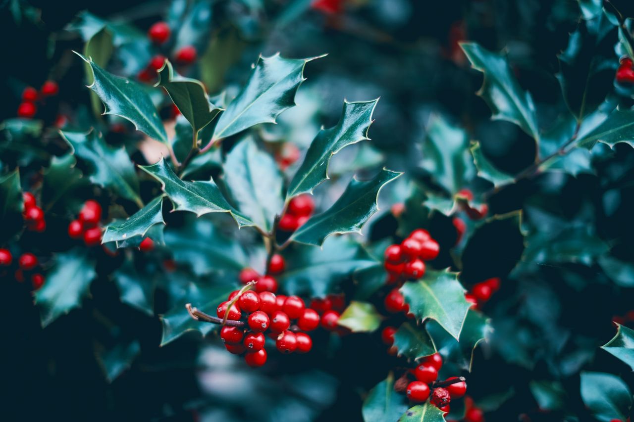 Holly wreath or sprig - have yourself a 'berry' little Christmas