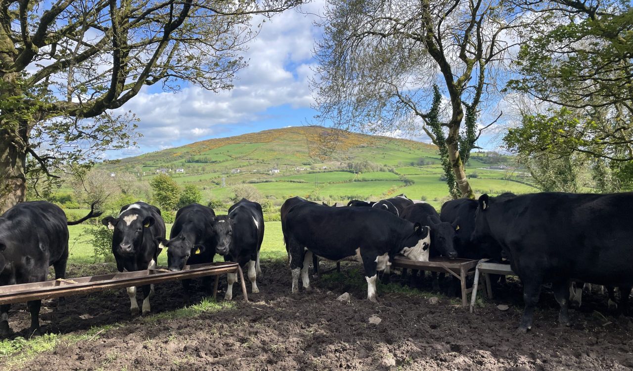 Factory quotes: Cattle price offers back 10c/kg this week