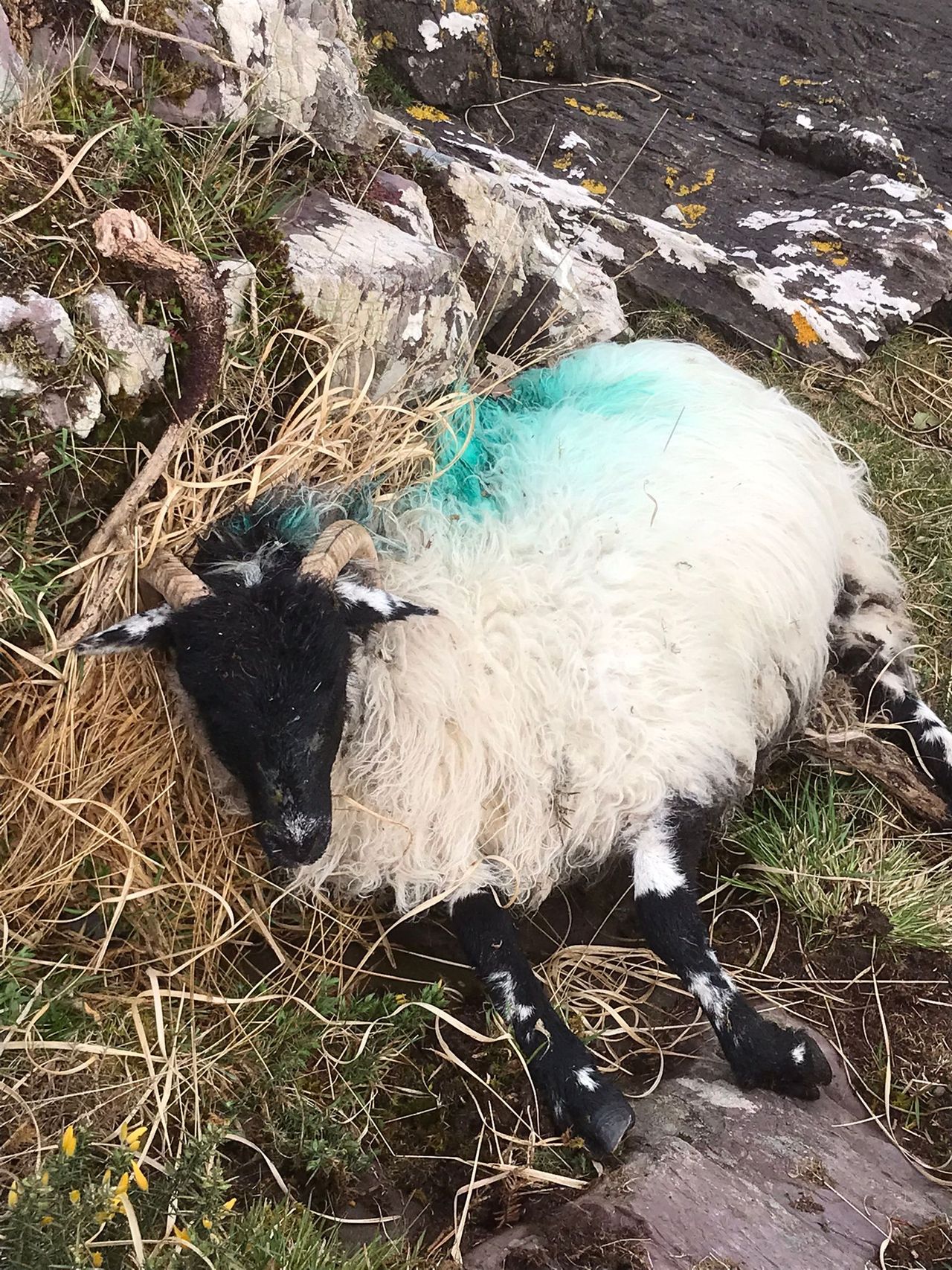 Almost 270 incidents of dogs worrying livestock in 2022 - report
