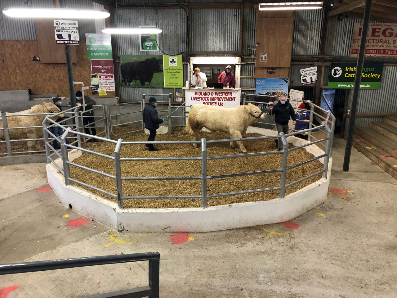 Multi-breed pedigree sale in Carrick-on-Shannon topped at €4,650