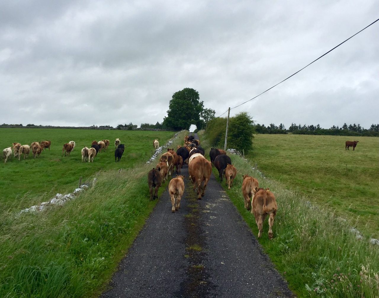 Is Genomic testing a potential solution to cattle rustling?