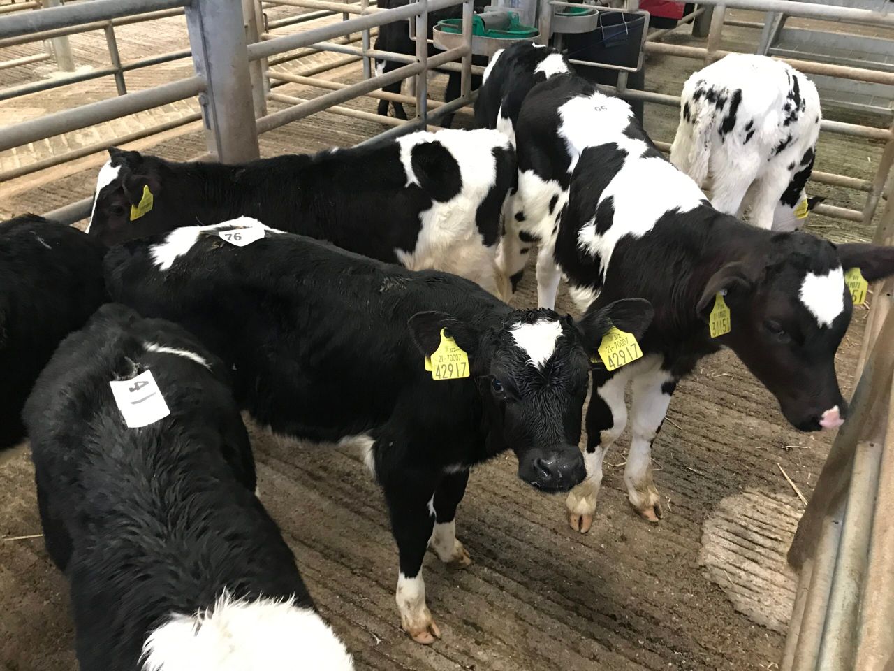Friesian calf trade 'firms up' as demand increases