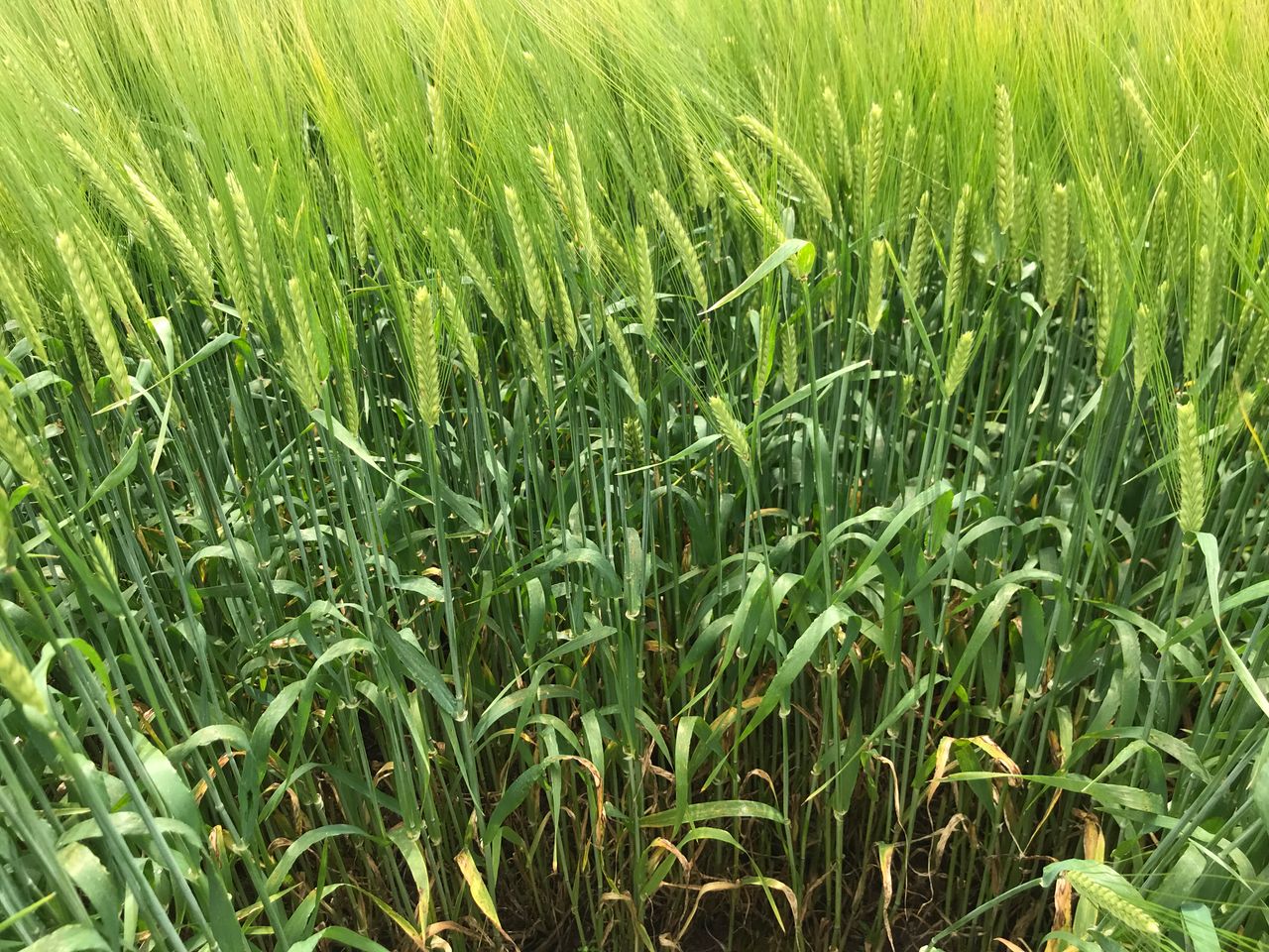 Tillage: Disease control in spring barley