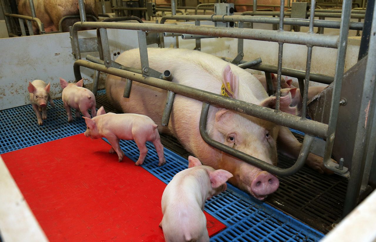 Community continues fight against proposed major pig farm
