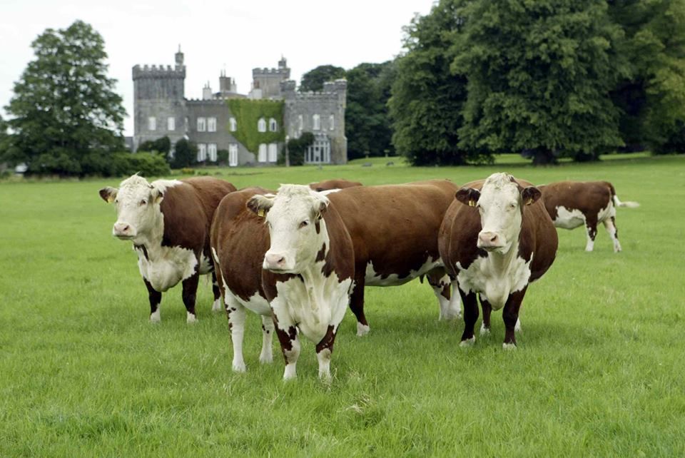 Irish Hereford Breed Society elects new president