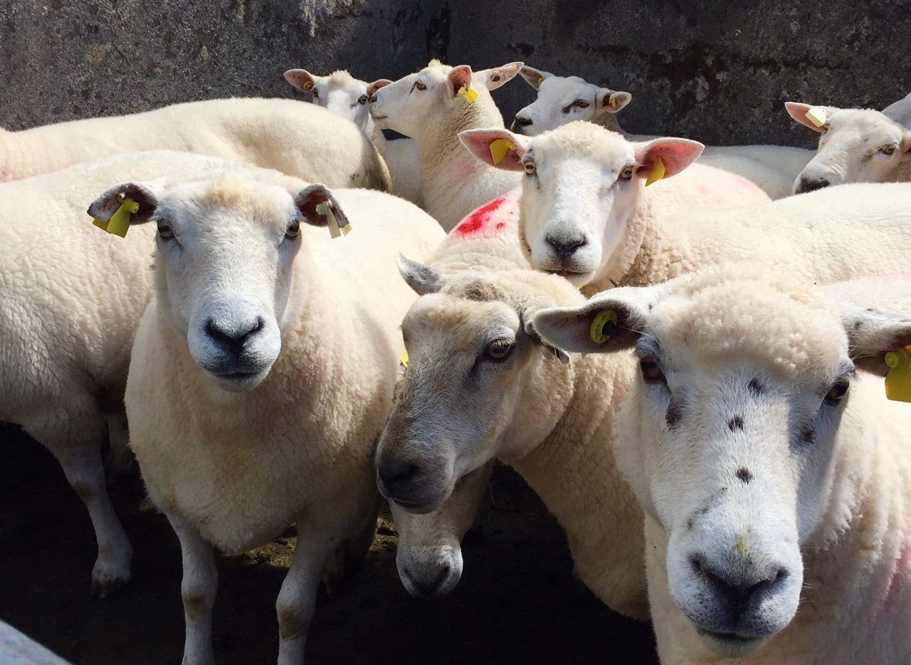 'Greater cooperation needed' to combat rising number of sheep thefts