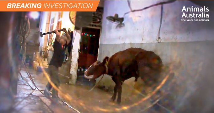 Anger in Australia as exported cattle sledgehammered to death in Vietnam
