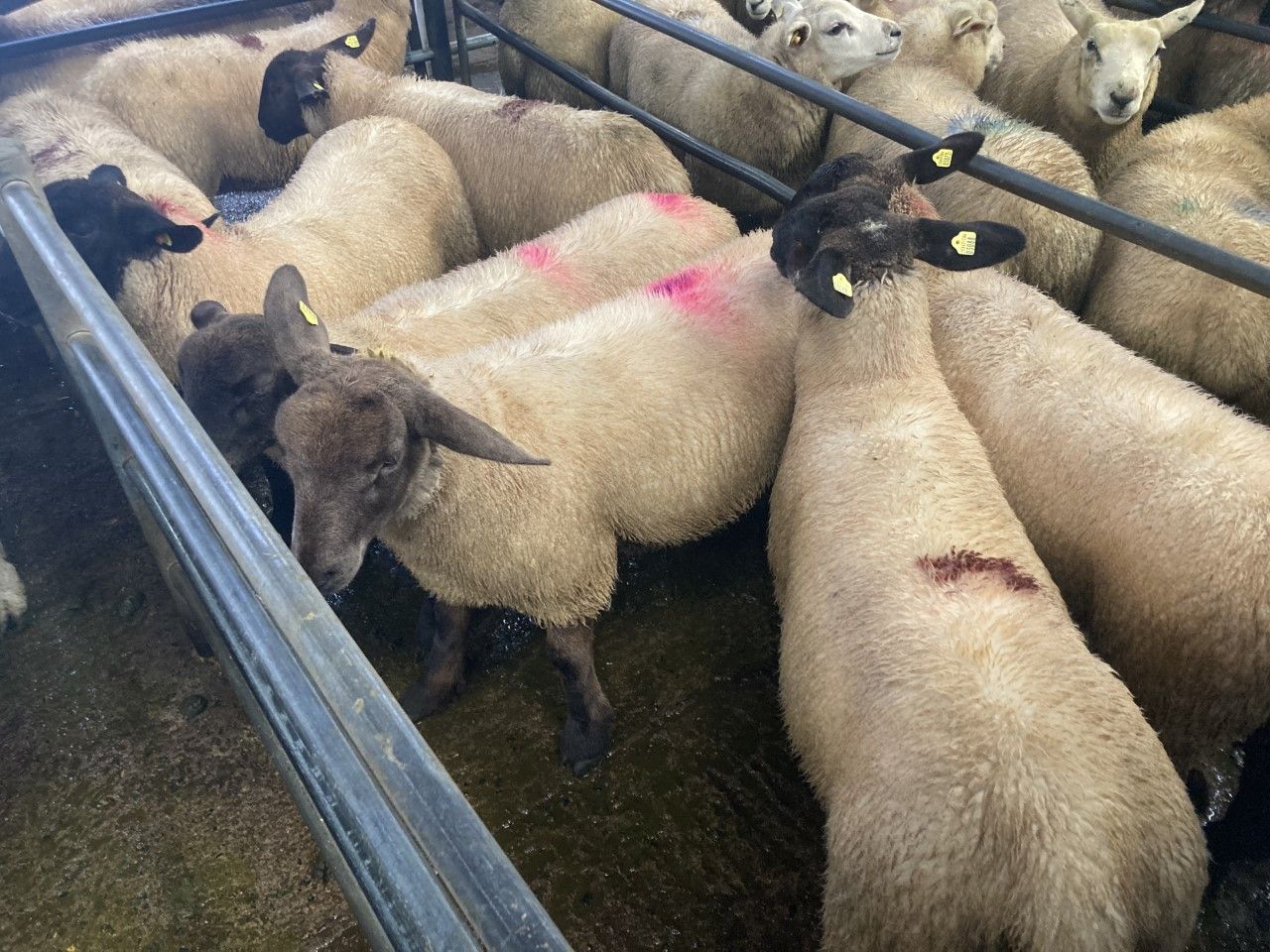 Sheep kill: Throughput for last week rises to over 60,000 head again