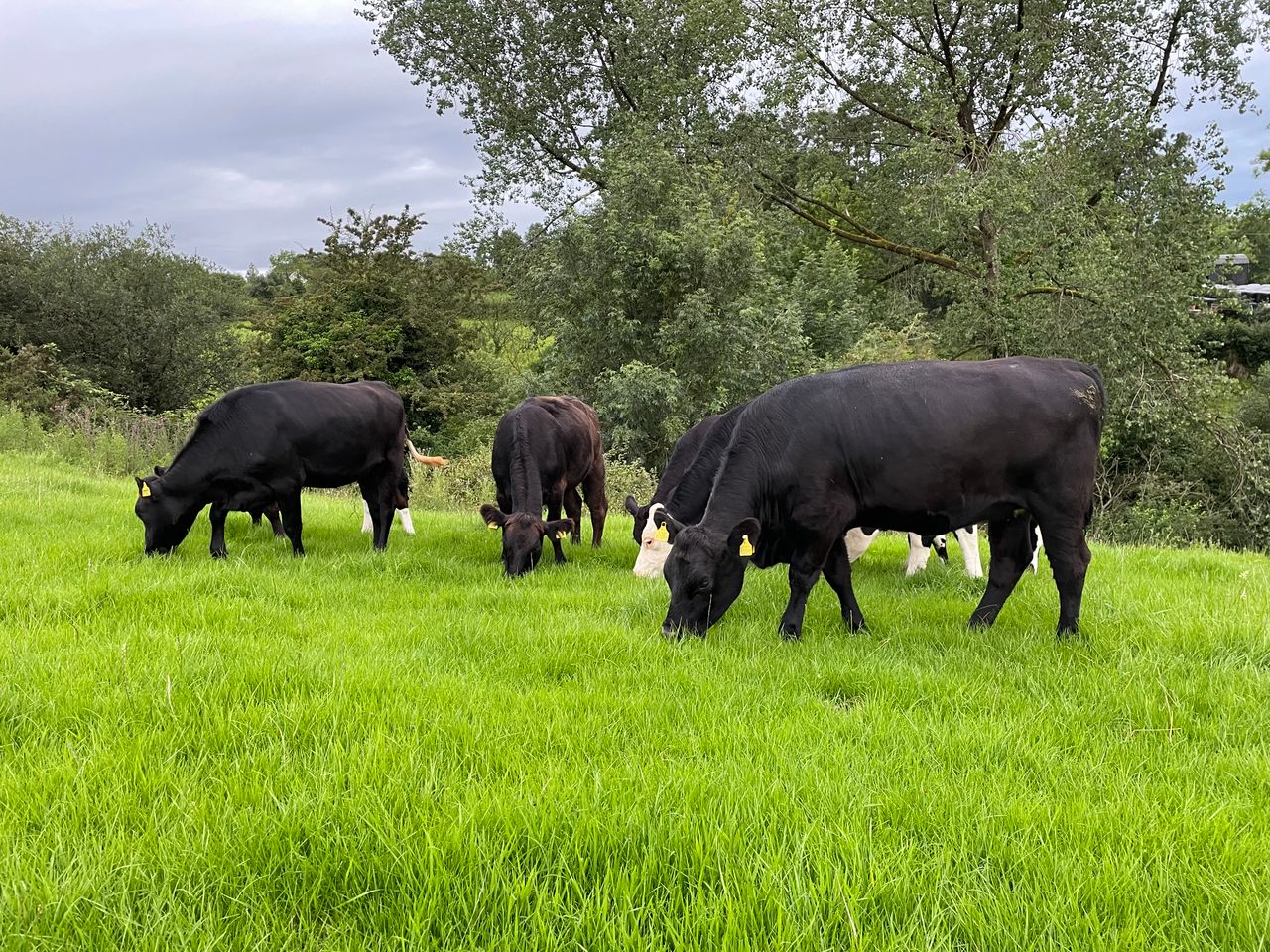 Beef kill: Steady supply but short kill-weeks continue