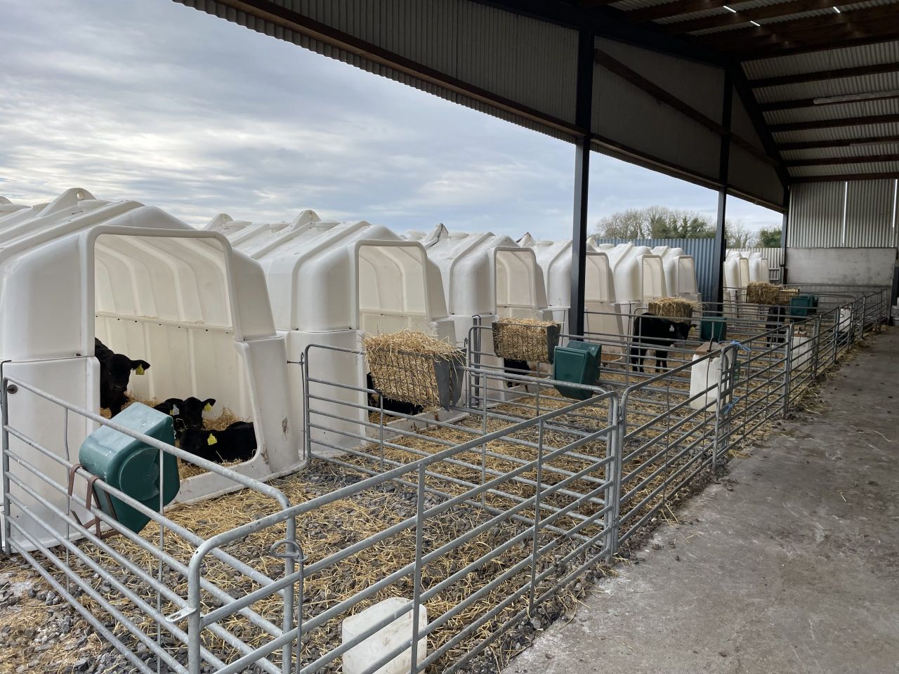 Trim calf to beef system sells cattle 6 months a year