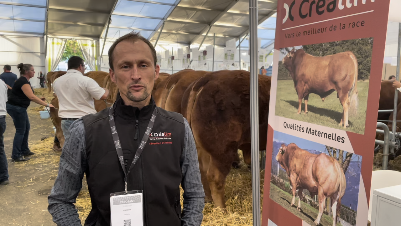 Video: French firm supplying Limousin genetics to Ireland