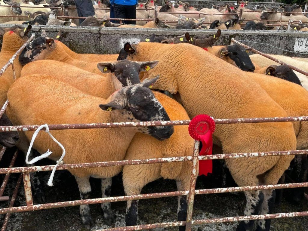 Borris Ewe Breeders' 2nd sale coming up tomorrow
