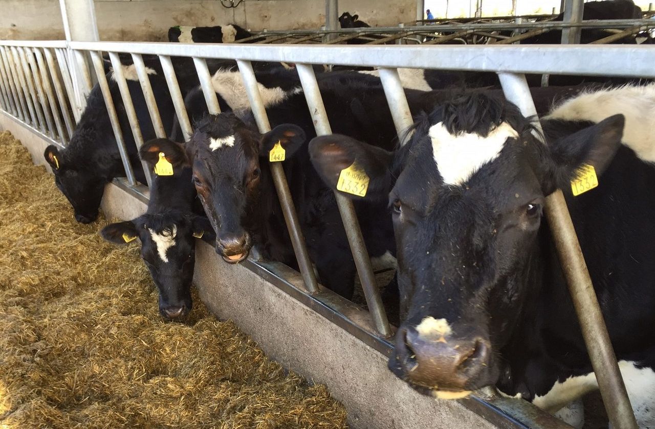 Key steps to stretch feed as pressures continue to mount