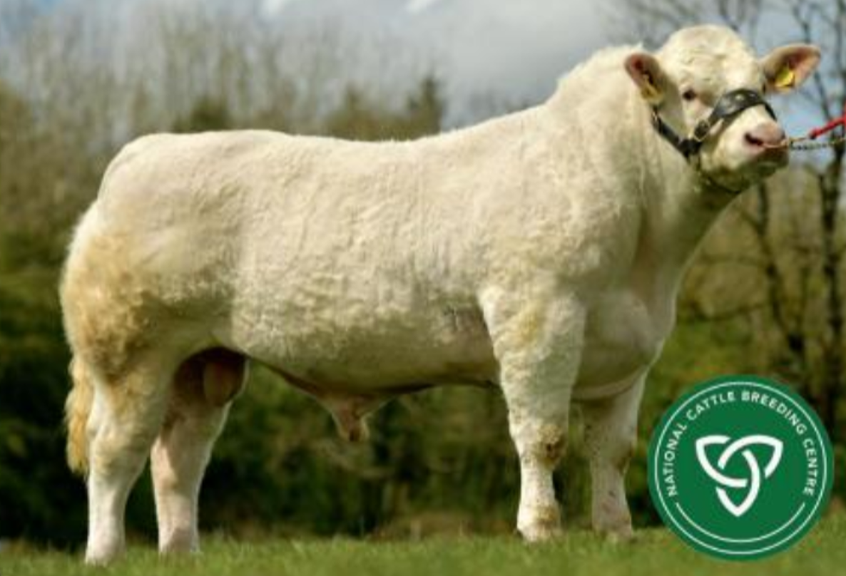 ICBF unveils 'high index beef bulls' panel for Autumn 2021
