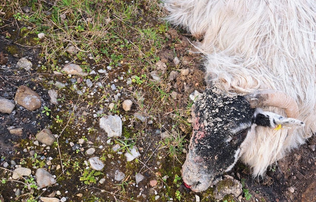Farmers advised to 'shoot dogs' worrying sheep on their land amid 'horrendous' attacks