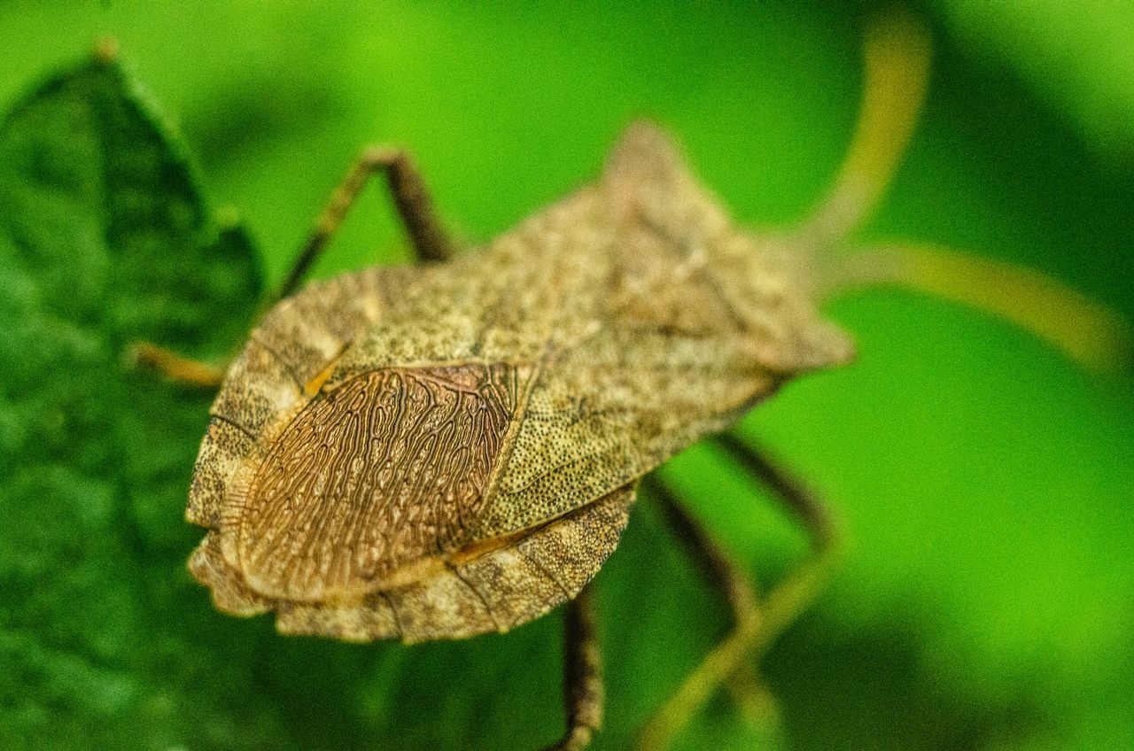 Intensive agriculture and rising temps causing significant insect reduction
