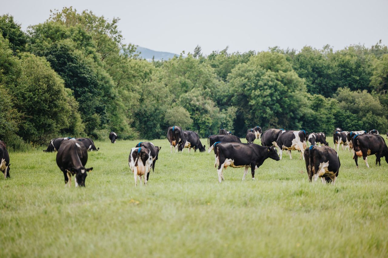IHFA farm walk this Friday to highlight 7 'focus farmers'