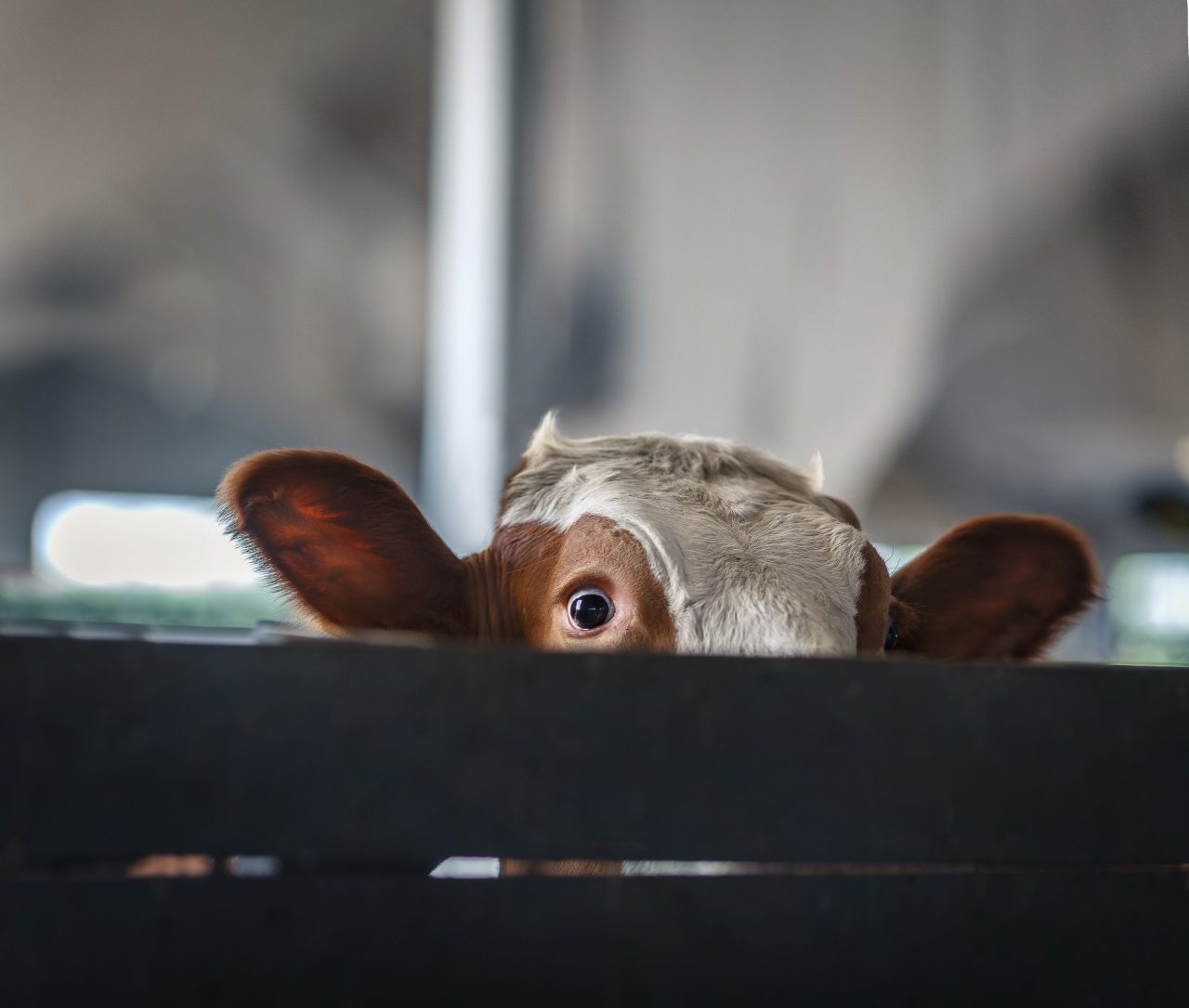 Scenario: How new TB testing rules could affect dairy farms