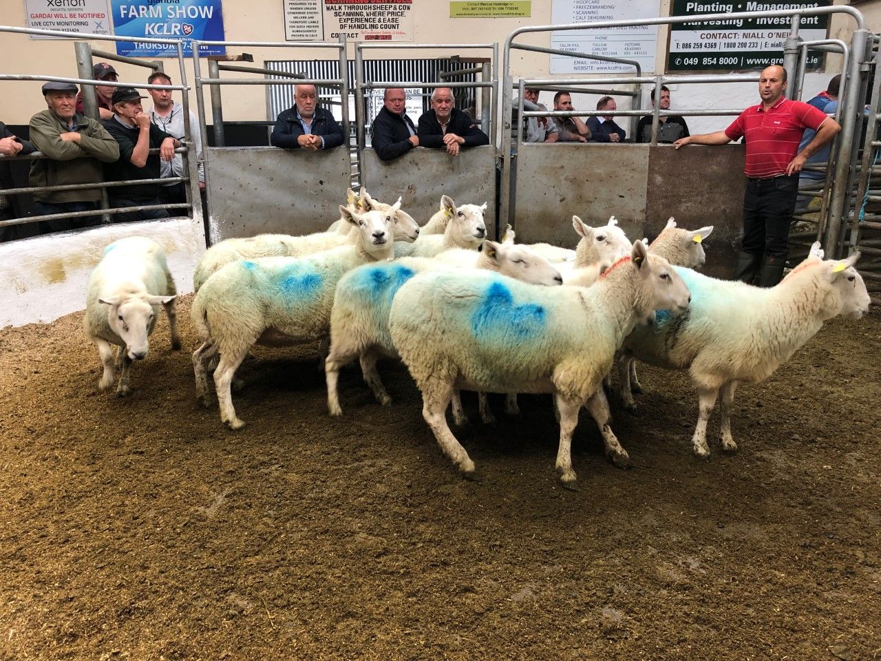 Pics and prices: Ewe lambs and hoggets in demand at Tullow Mart