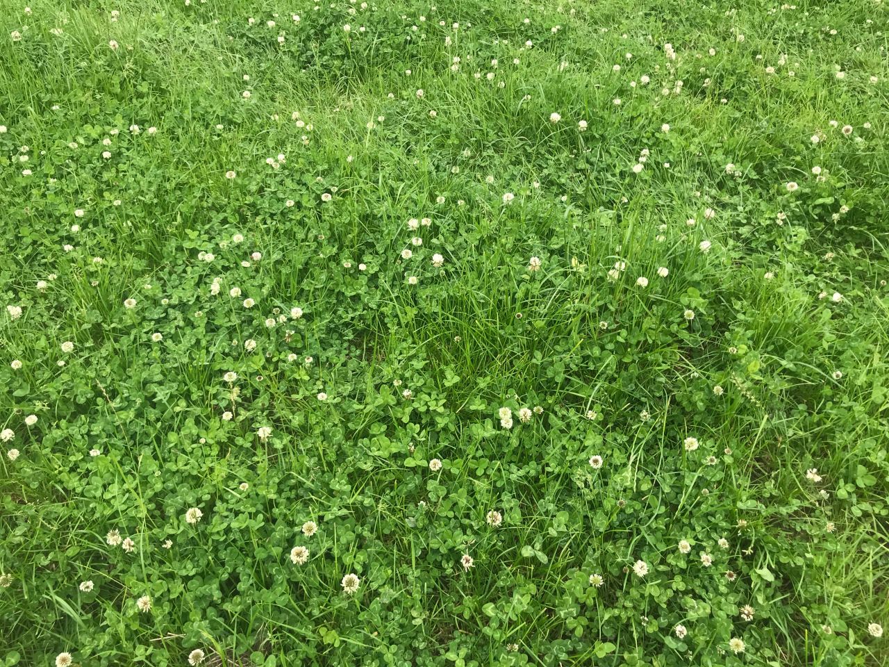 Proper management of clover swards post-sowing