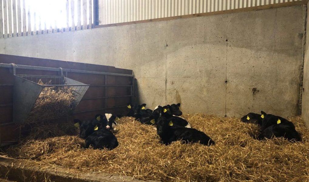 Calf registrations surplus 300,000 for 2024