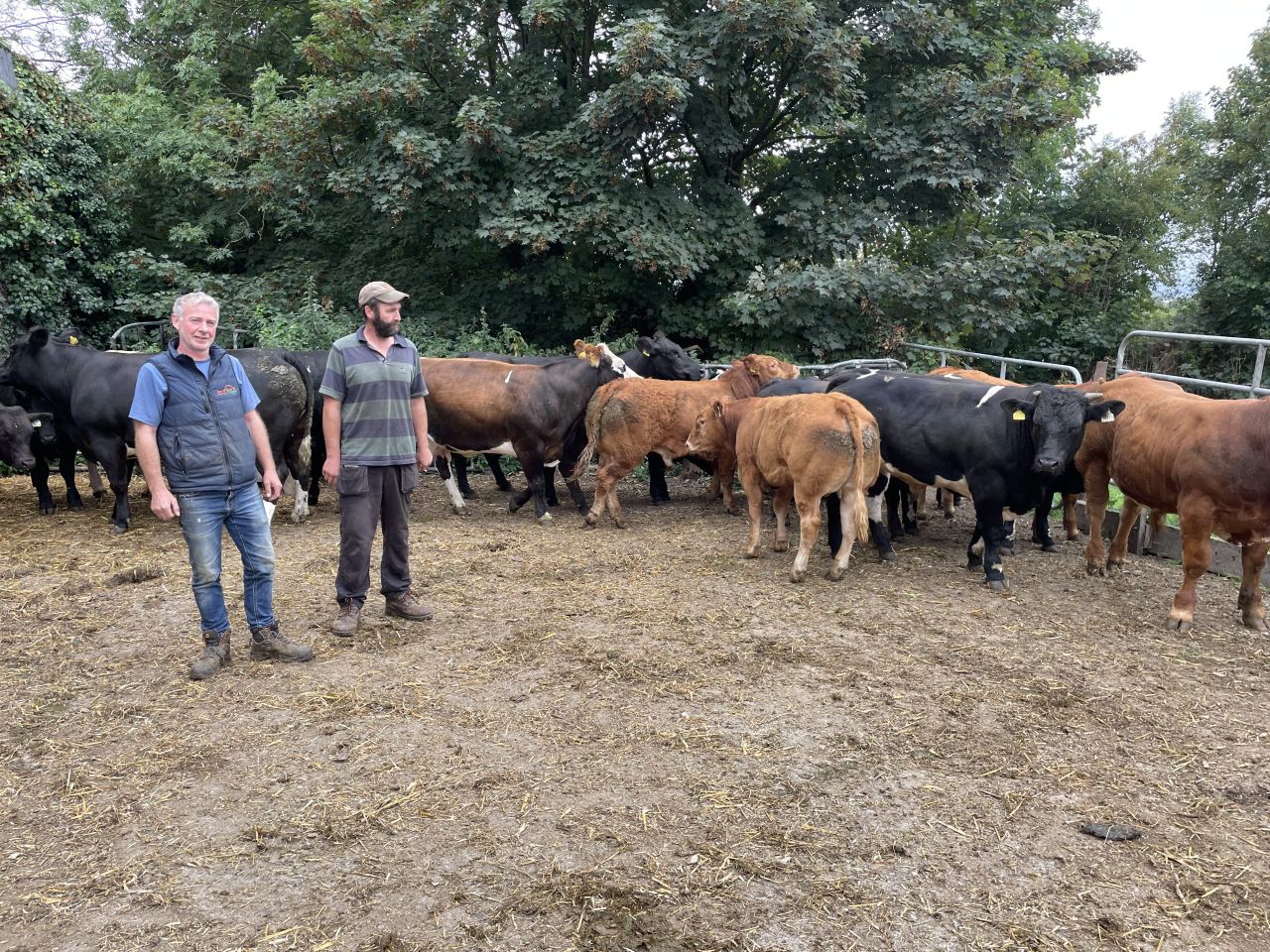 Carnew Mart to host sale of 'E' and 'U' grade-producing heifers