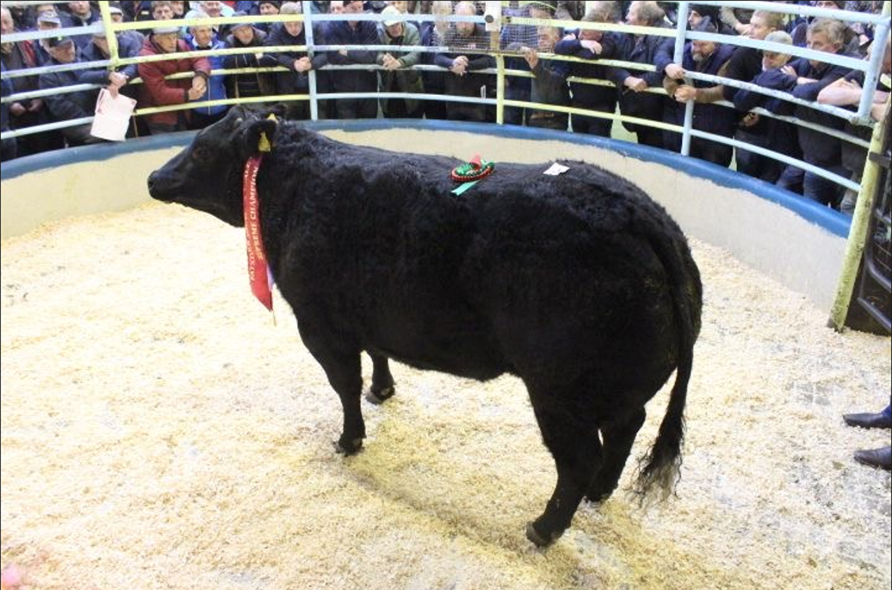 Mart Report: Top prices from Kanturk Mart Fatstock Sale