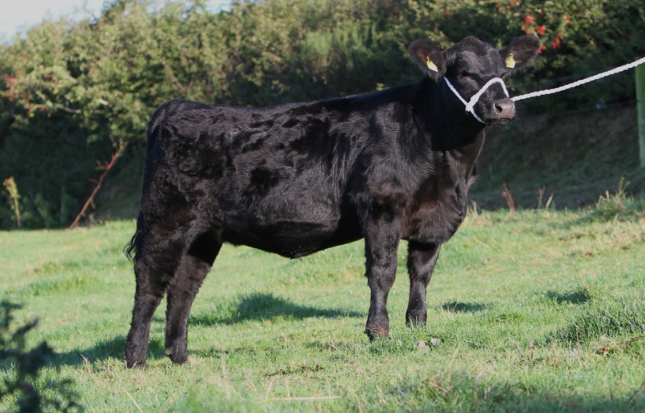 Sale preview: 'Eye catching Angus' at Thurles Premier Sale