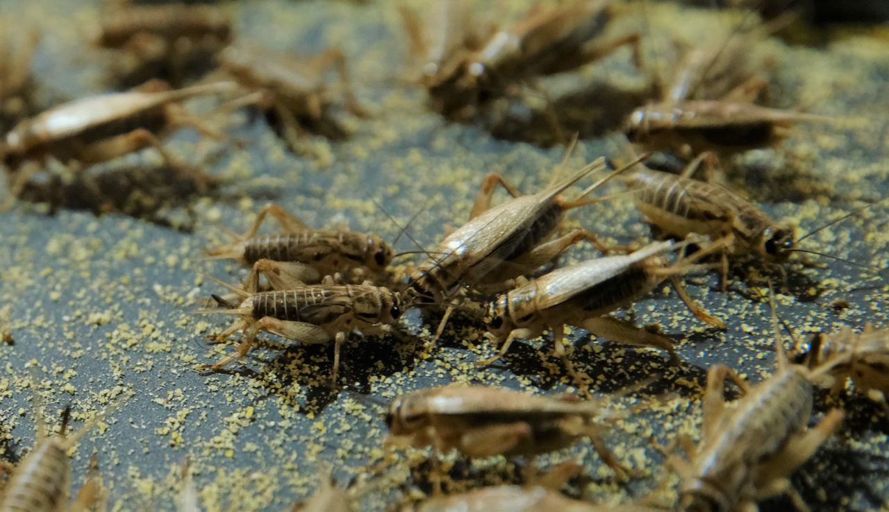 A climate for crickets - Irish company paves the way for new protein source