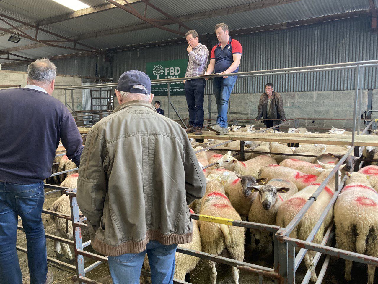 Pics and prices: Heavy lambs fall back to €150/head at Delvin