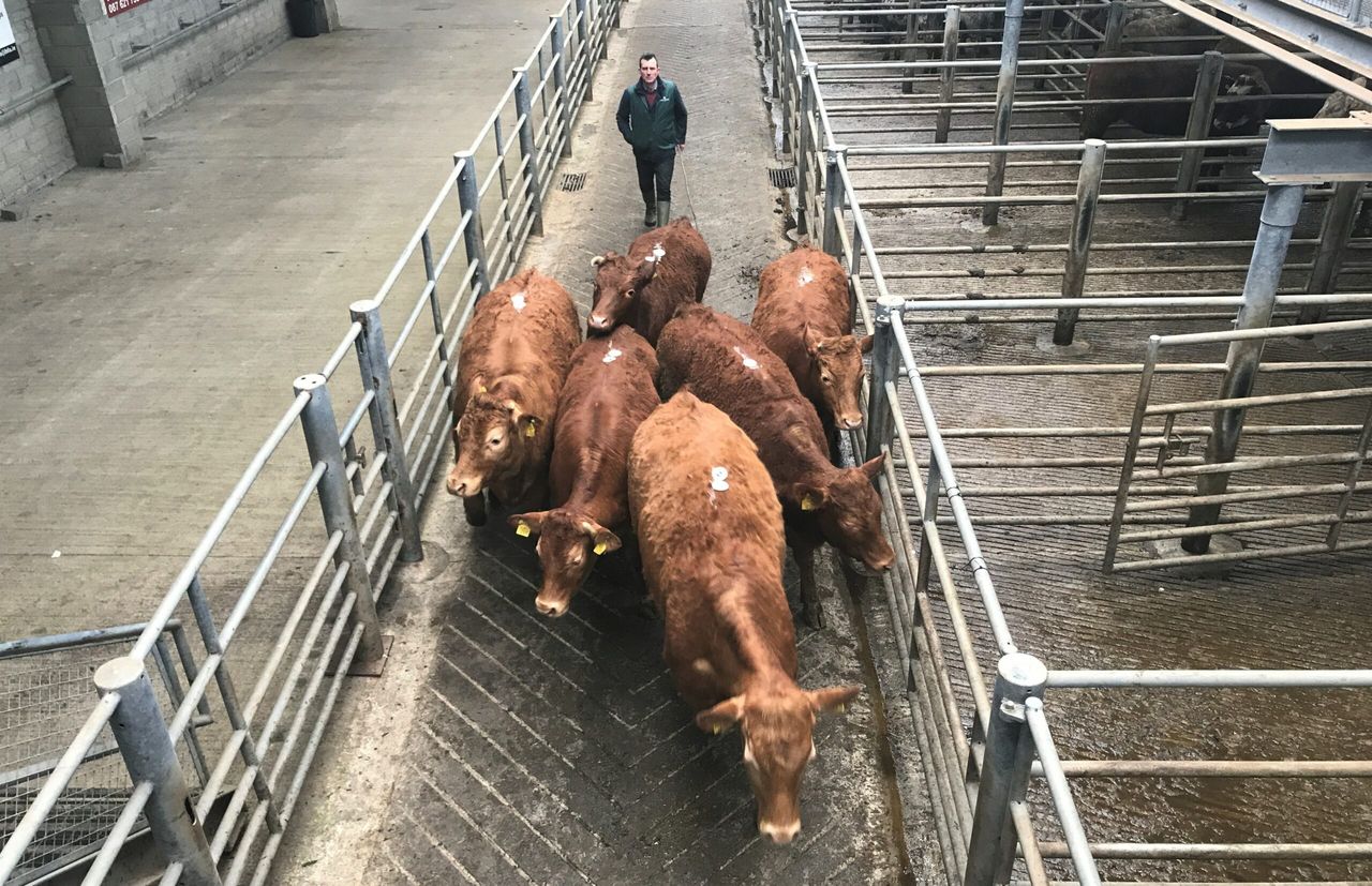 'We're losing money in marts' - FBD Insurance