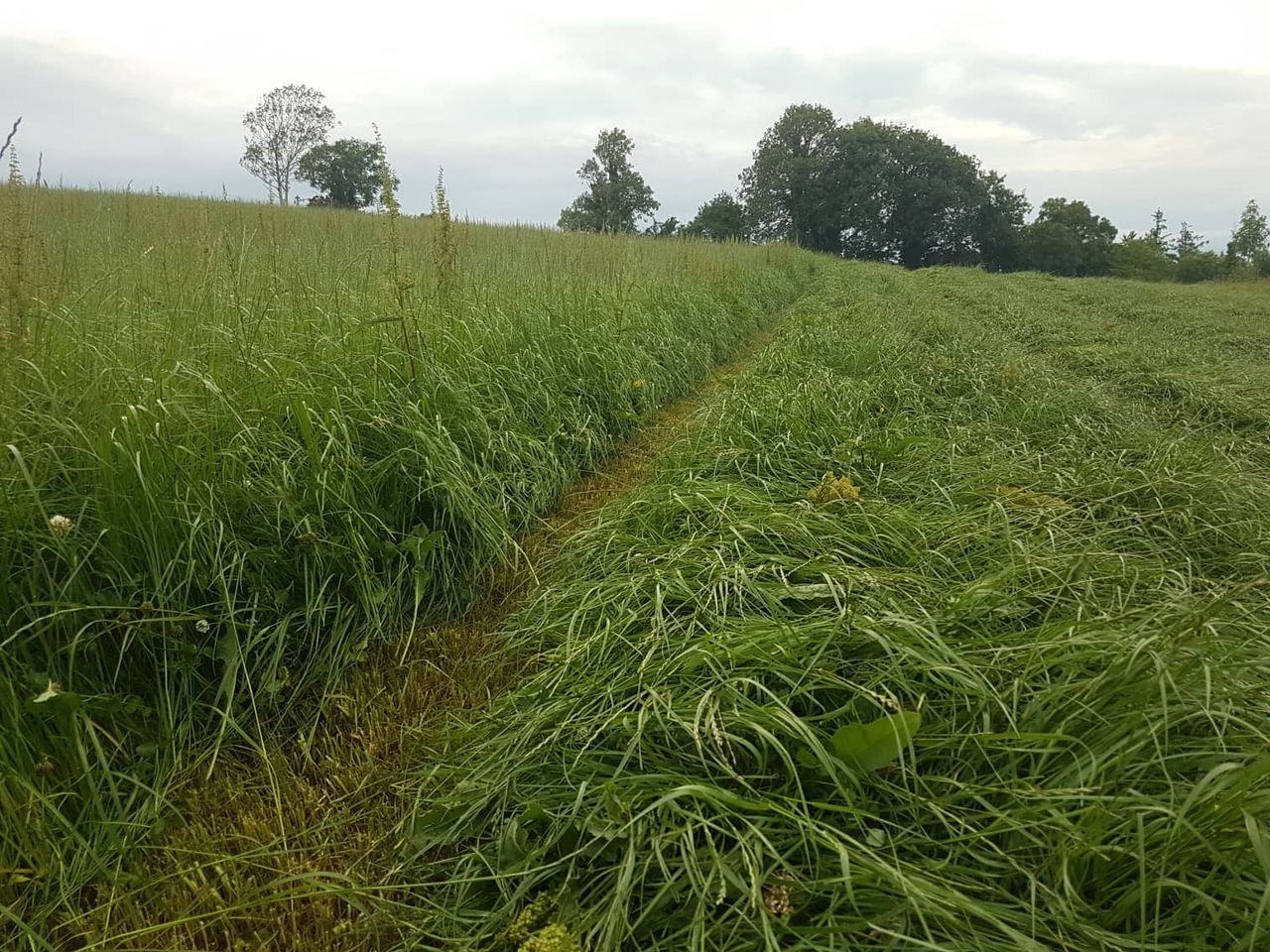 Teagasc to host 'Quality Silage Demo' open day in Urlingford