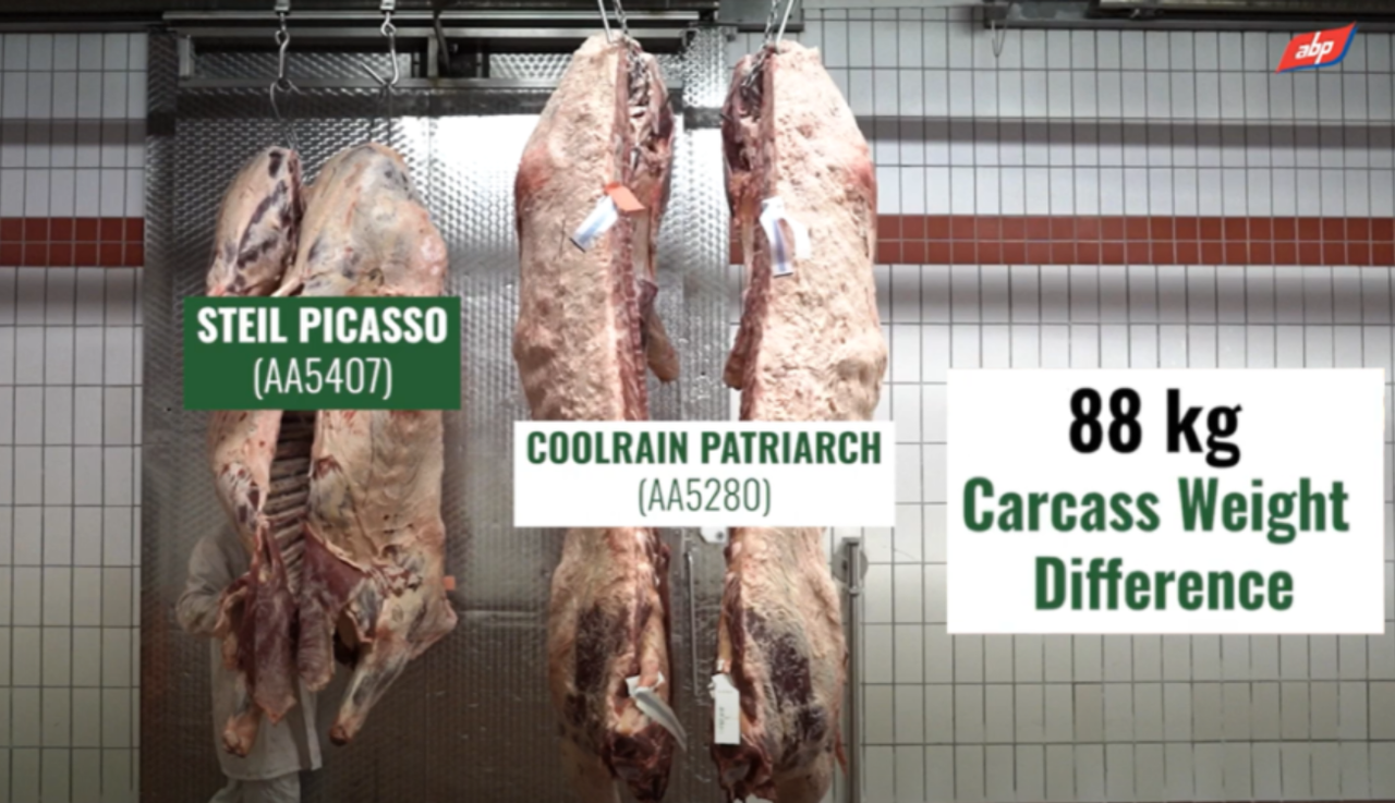 Video: Comparing 2 Angus dairy-beef carcasses at ABP Slaney